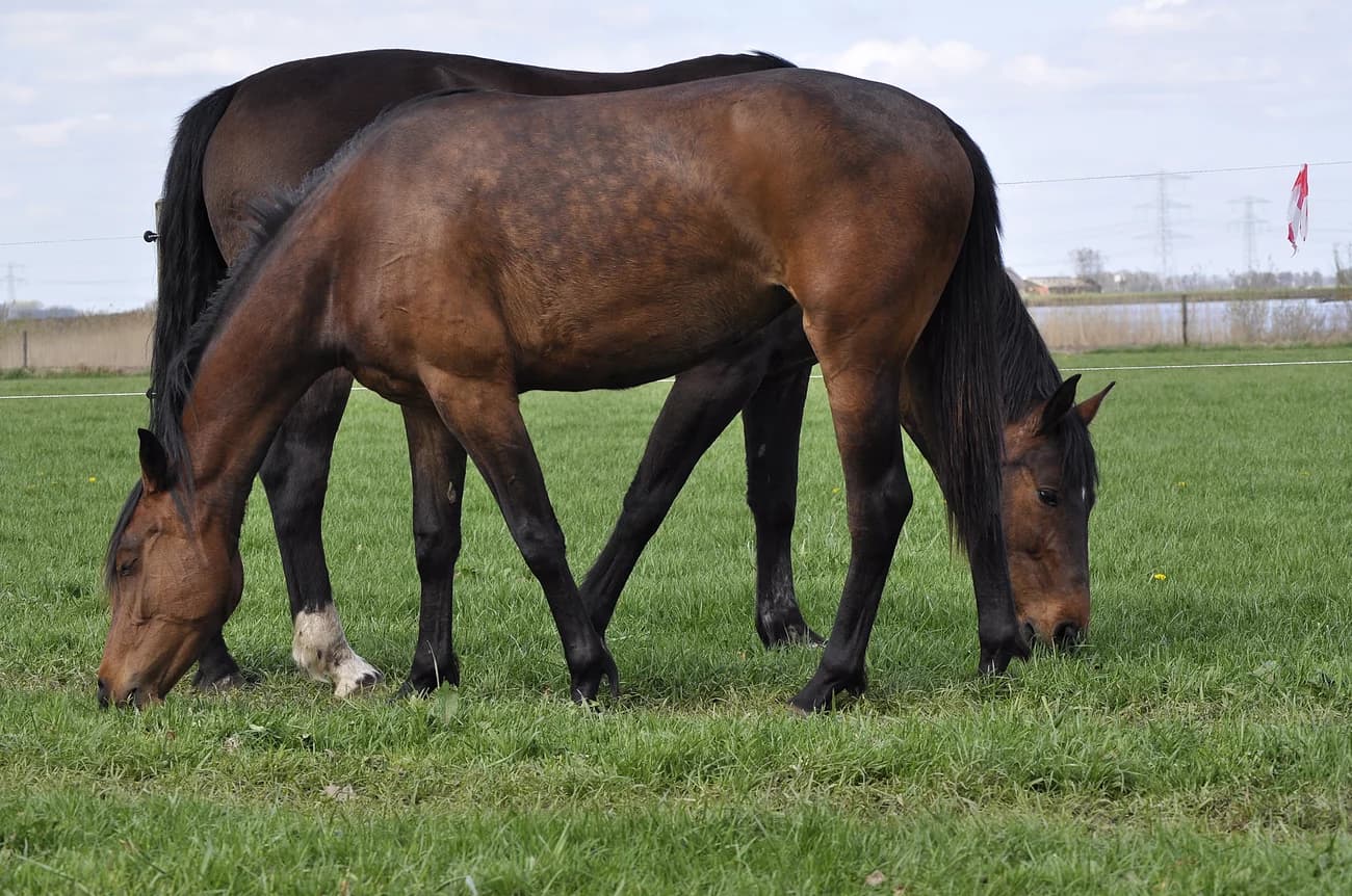 Paarden in de wei